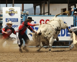 A cowboy taken on a bull at the Cody Stampede