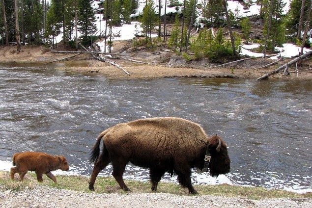 A mother and baby buffalo walking along the riverbank