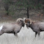 Corrie N. Cody Salutes the Cody/Yellowstone Wildlife 4