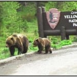 Corrie N. Cody Salutes the Cody/Yellowstone Wildlife