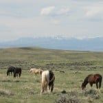 Memorial Day Weekend in Buffalo Bill's Cody/Yellowstone Country 4