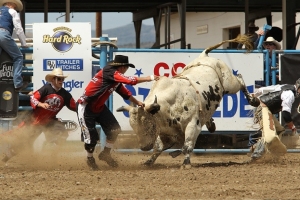 A rider takes on a bull at the Cody Stampede
