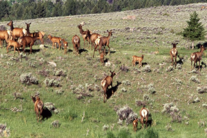 Elk in the Field