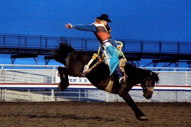 Cowboy riding a bucking bronco at the Cody Rodeo