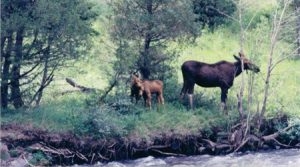 Moose calf and cow standing on a river bank