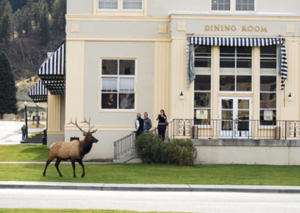 An elk walks on the grass outside a store