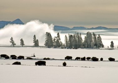 Skiing and Snowshoeing in Yellowstone National Park
