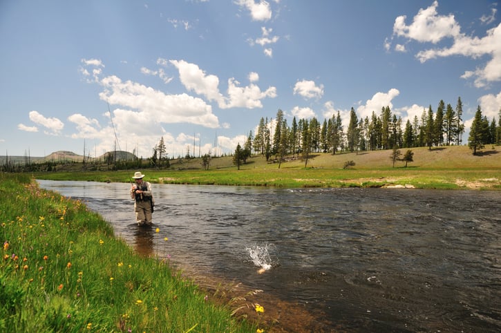 A man fly fishing reels in a trout from the Firehole River in Yellowstone National Park