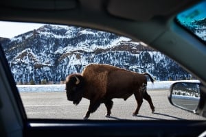 A bison walks along the side of the road