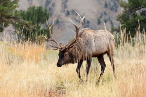 Go Wild – Safely – in Cody Yellowstone This Spring