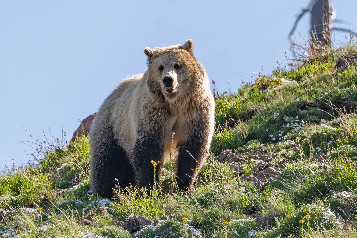 Grizzly bear standing still and looking toward camera on a small hill