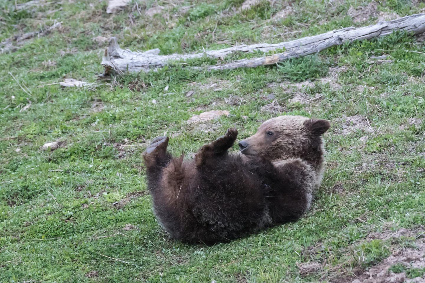 A young grizzly bear rolls in the grass