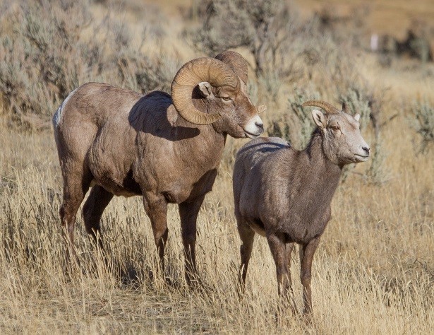 Get Your Wildlife Bingo Card Ready: Wildlife Watching in Cody Yellowstone This Spring 1