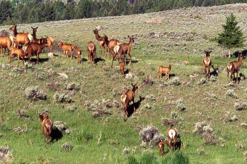 Get Your Wildlife Bingo Card Ready: Wildlife Watching in Cody Yellowstone This Spring 2