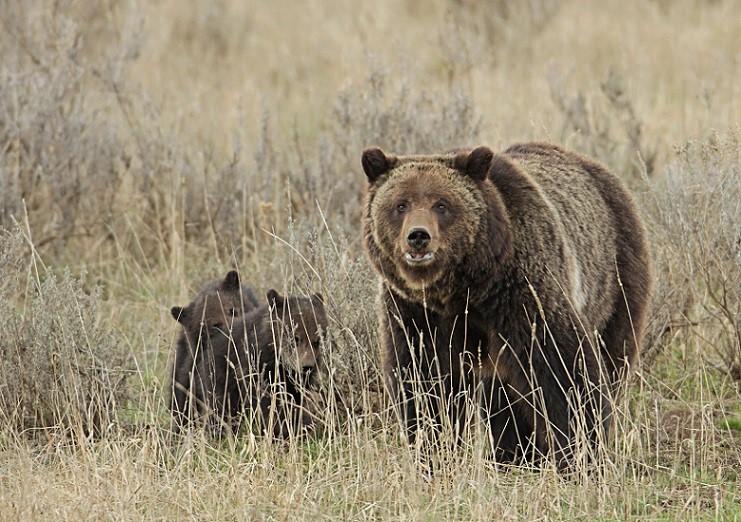 Get Your Wildlife Bingo Card Ready: Wildlife Watching in Cody Yellowstone This Spring 3