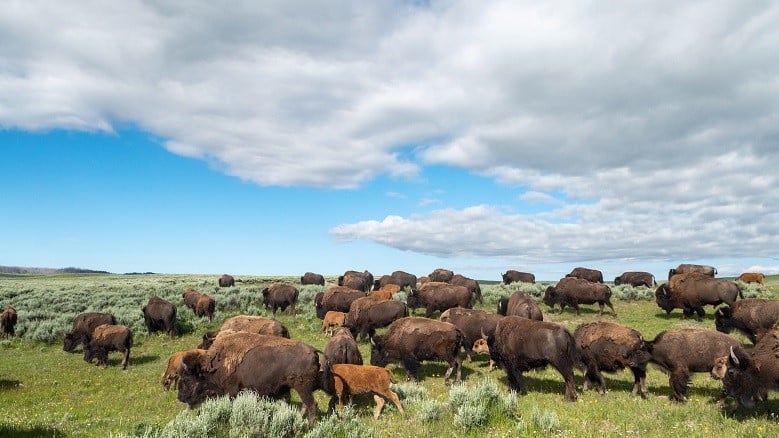 Get Your Wildlife Bingo Card Ready: Wildlife Watching in Cody Yellowstone This Spring