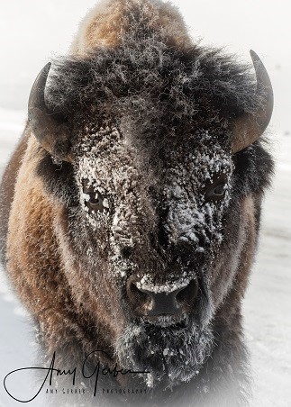 Winter Photography in Cody Yellowstone 8