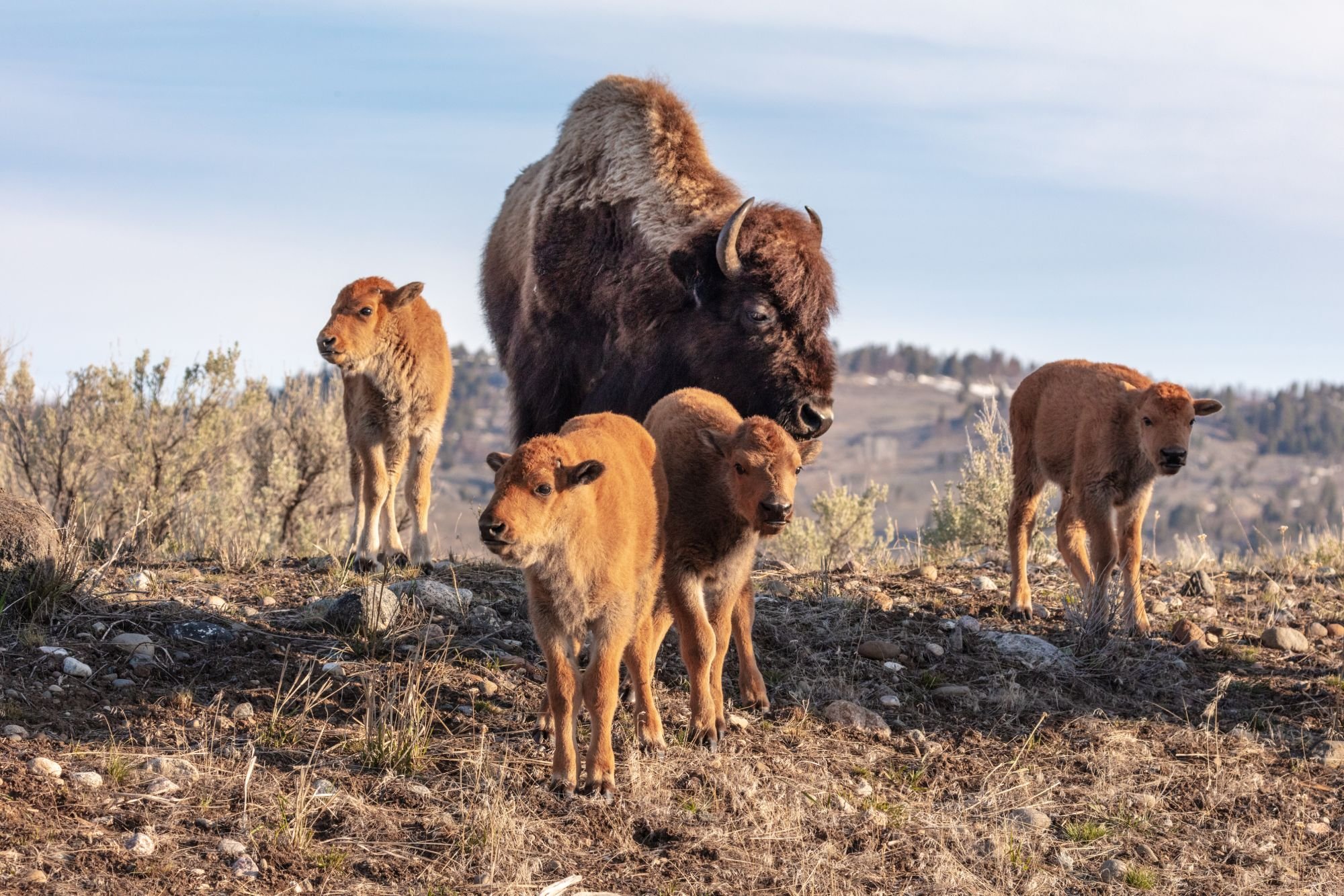Four baby bison and an adult bison walking