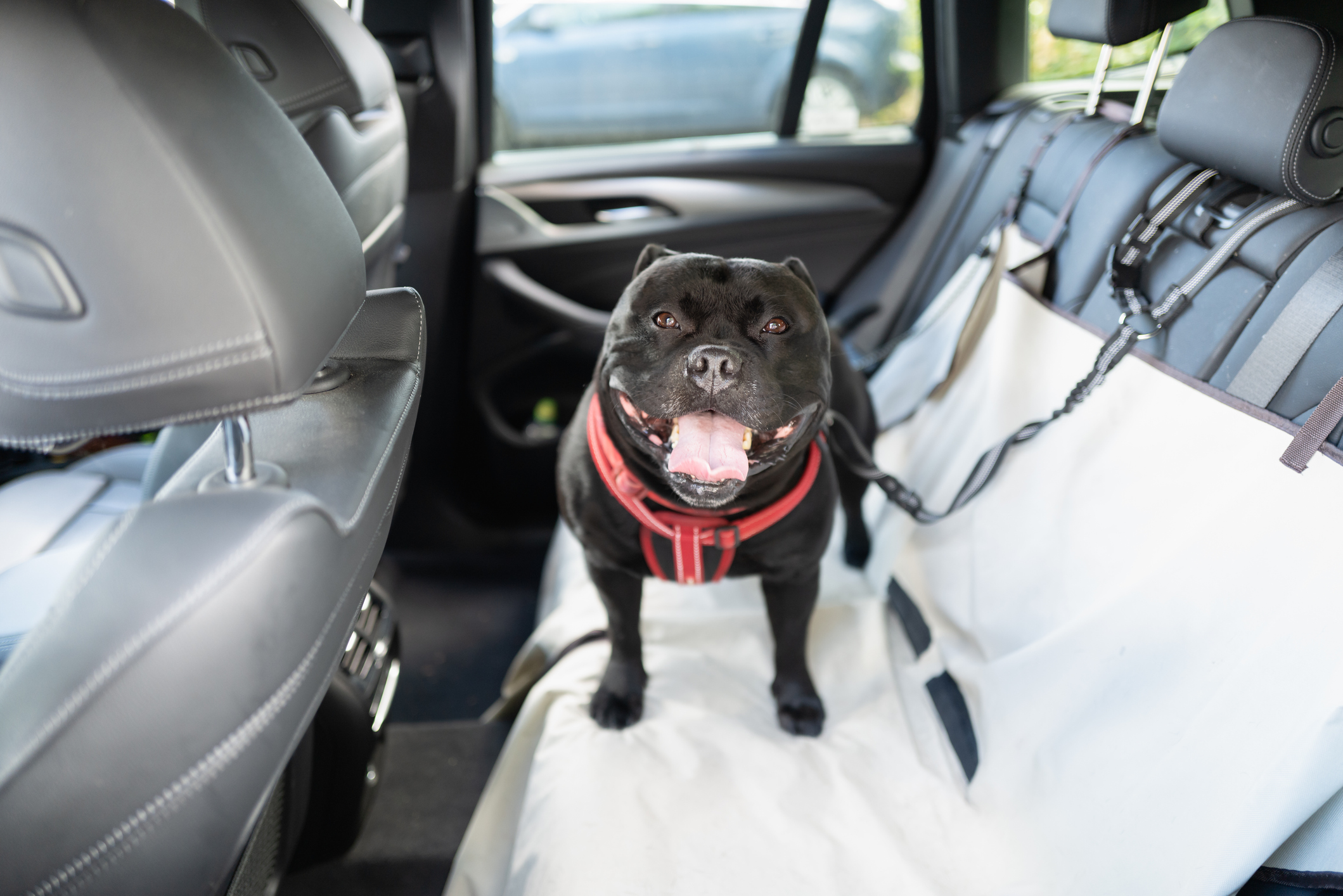 Happy Staffordshire Bull Terrier dog on the back seat of a car
