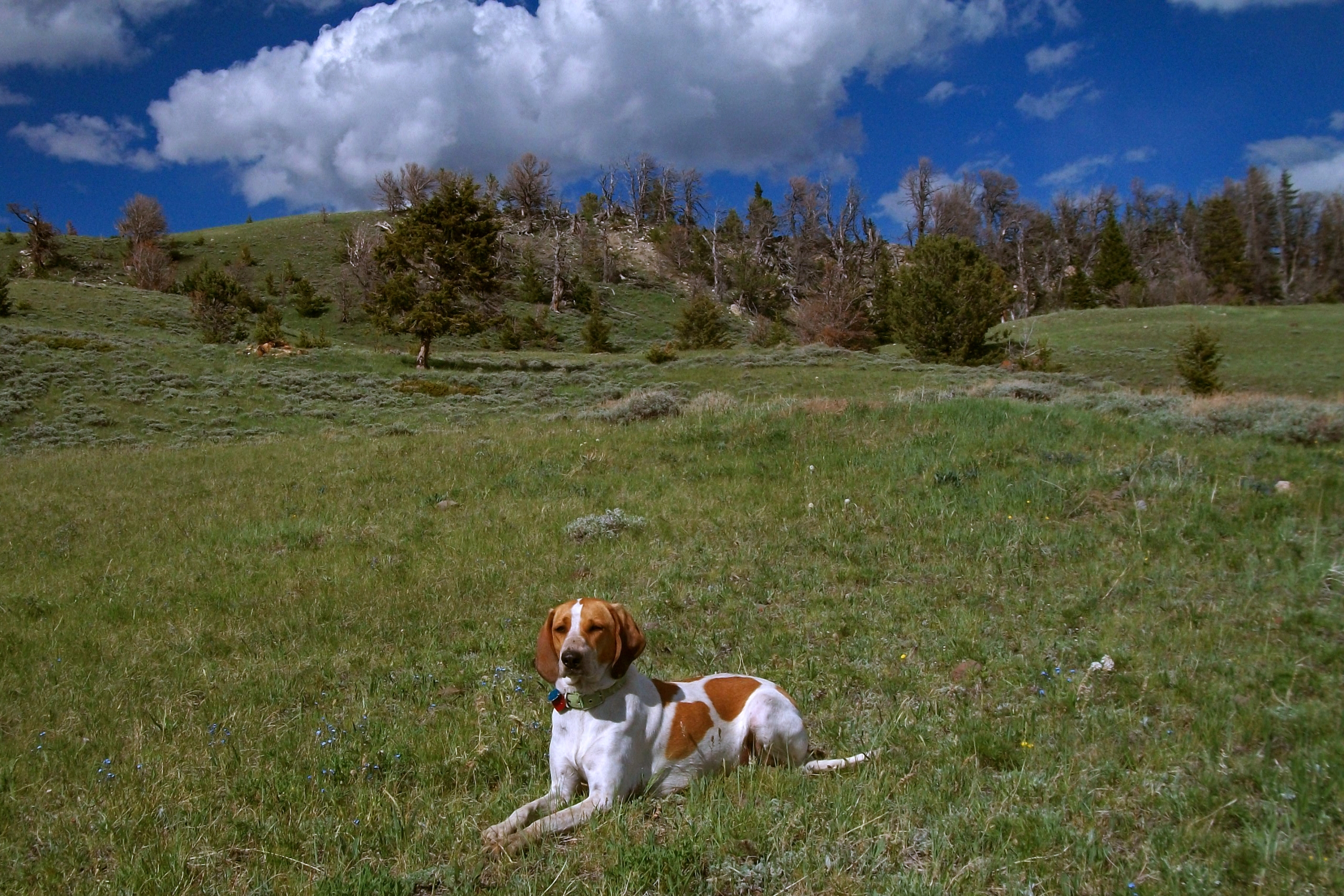 A dog poses for a photo in Cody Yellowstone
