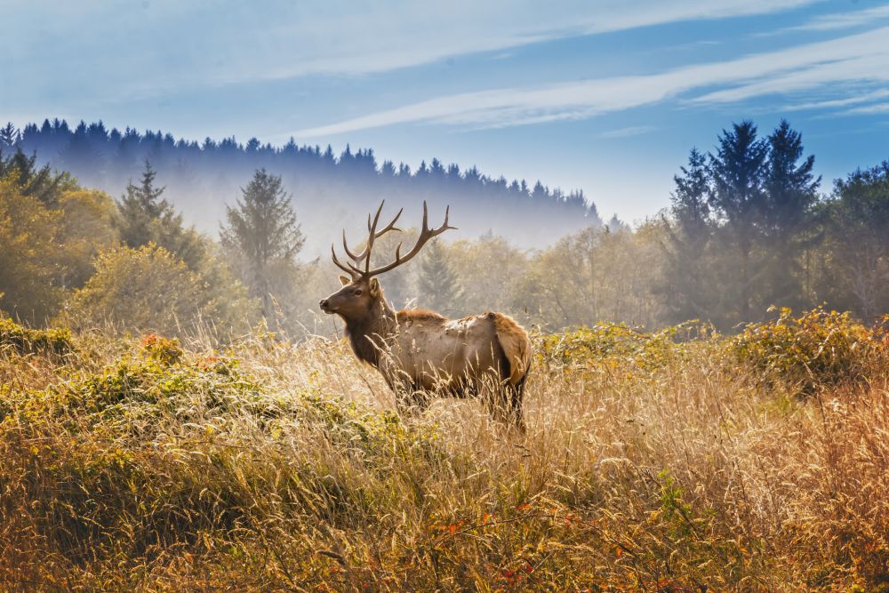 An elk standing in a field in Cody Yellowstone