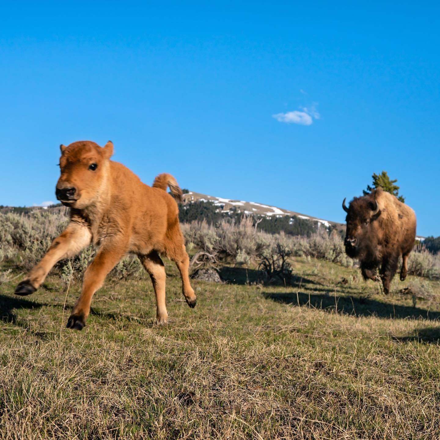A baby bison running and a adult bison chases him