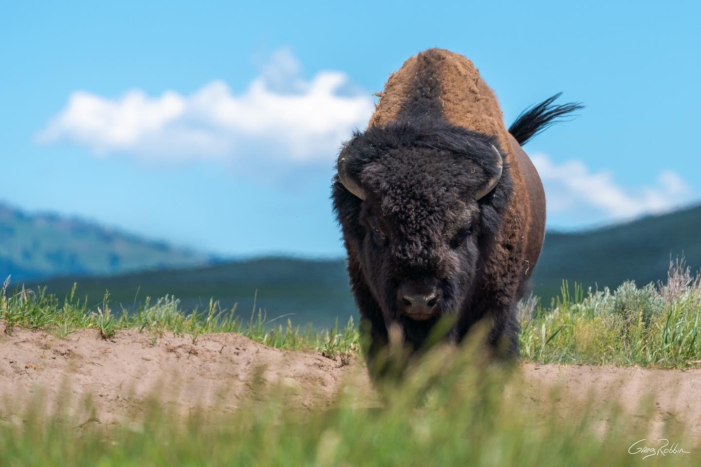 A bison walking over a dusty patch in Cody Yellowstone
