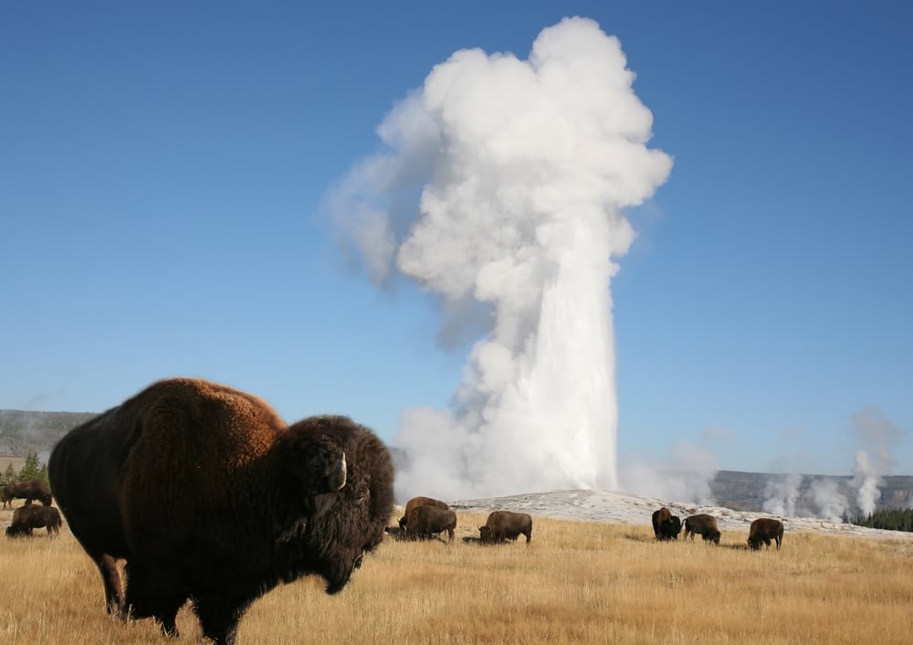 Bison near Old Faithful in Yellowstone National Park