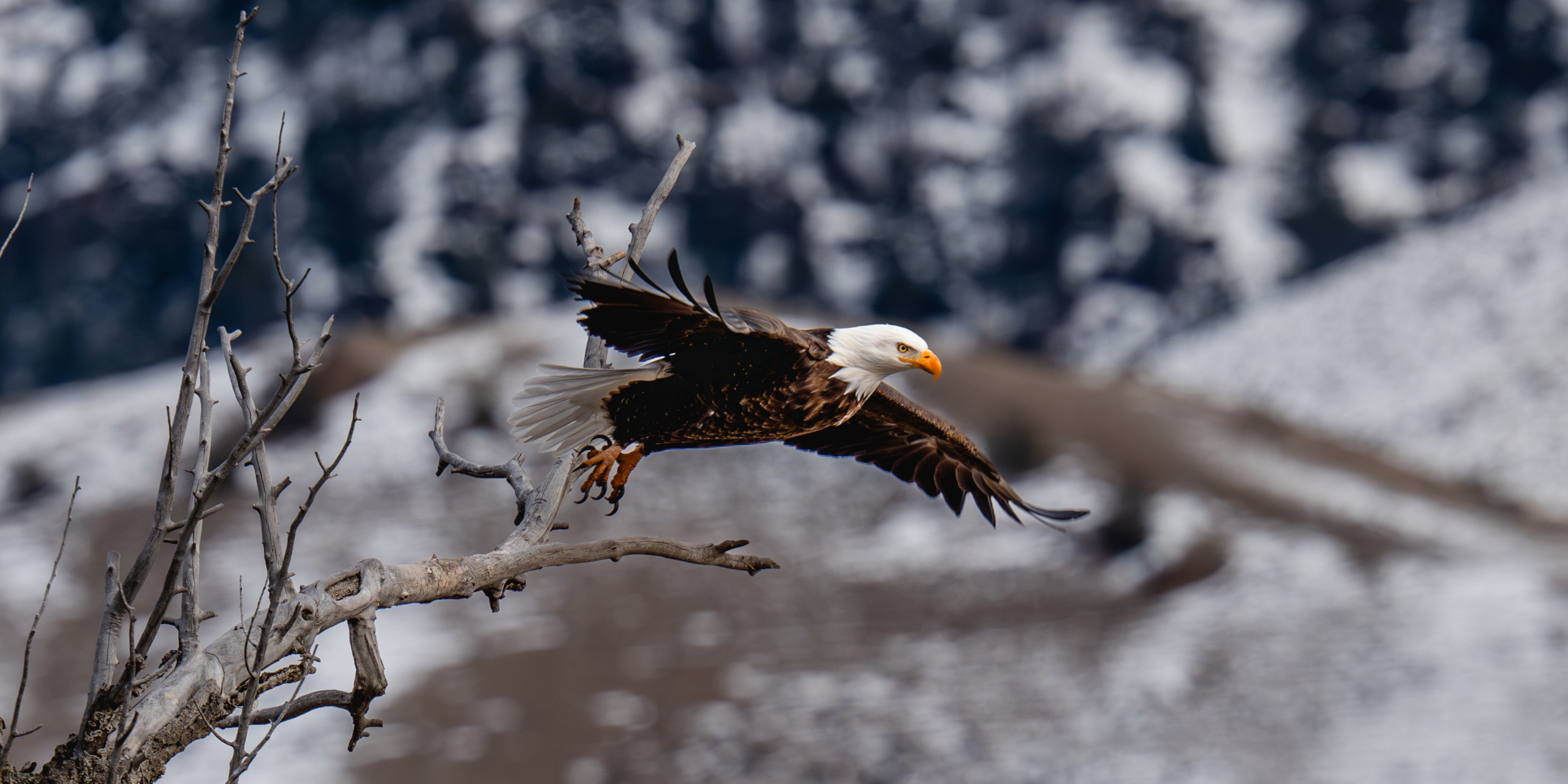 An eagle takes flight in Cody Yellowstone