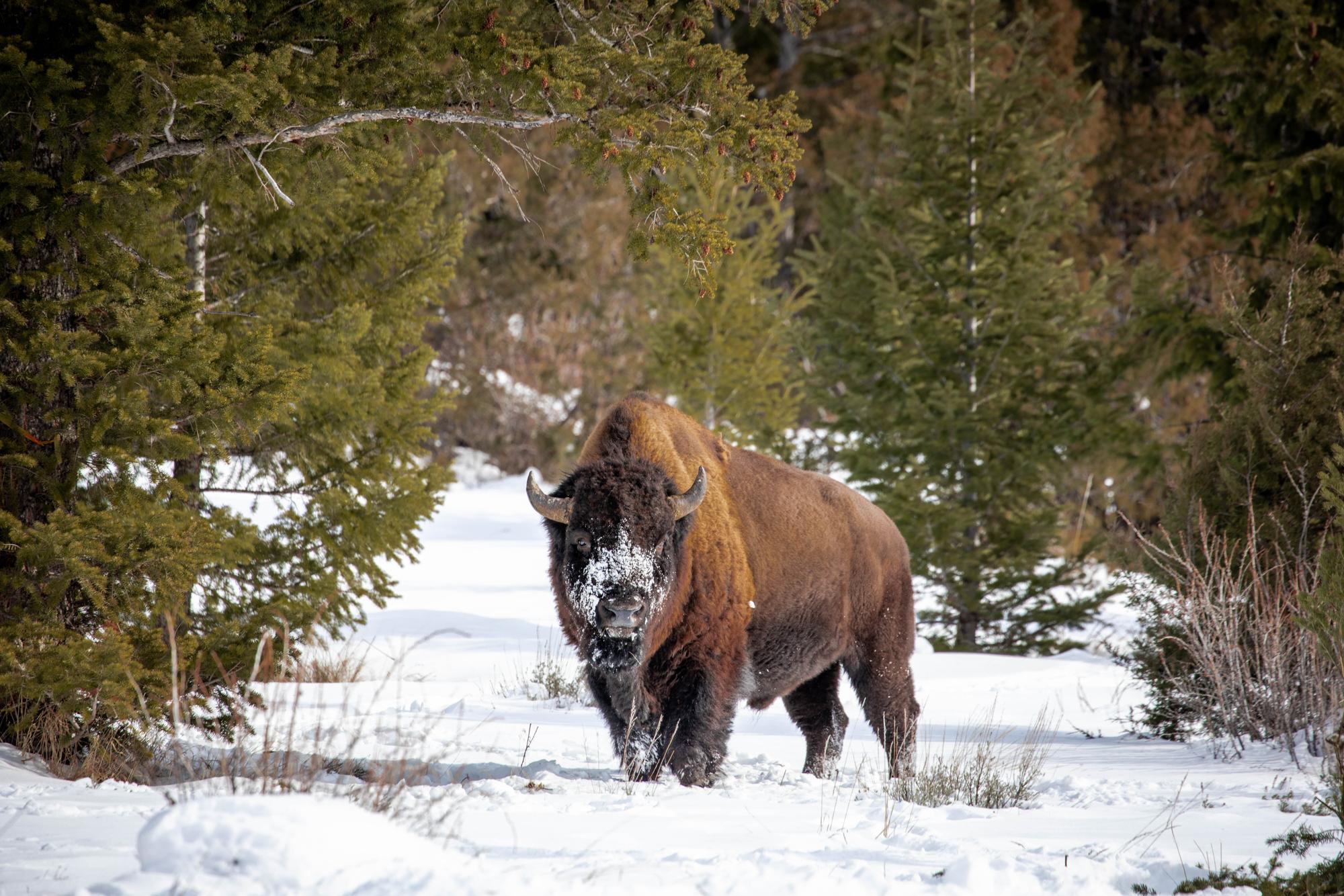 A bison in the woods with snow all over its face