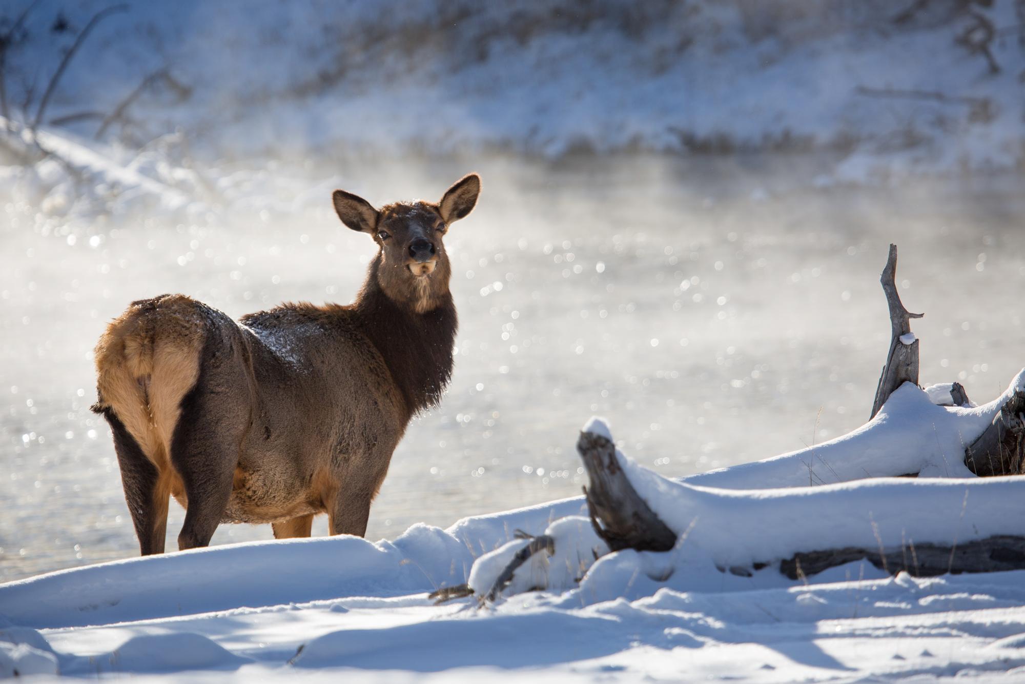 An elk standing by a body of water