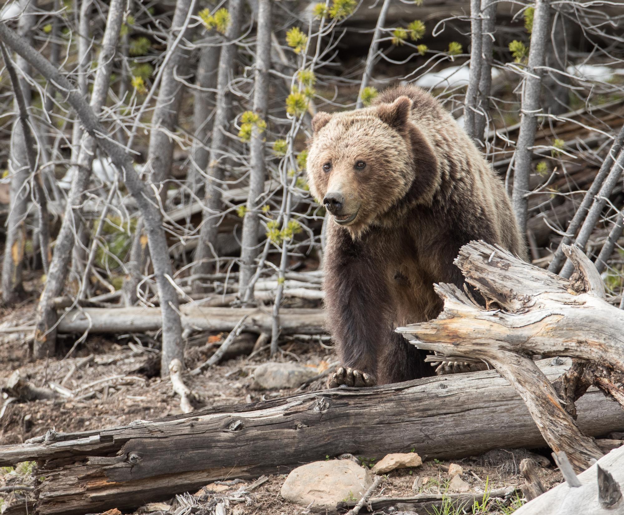 A Grizzly bear standing on dead tree branches