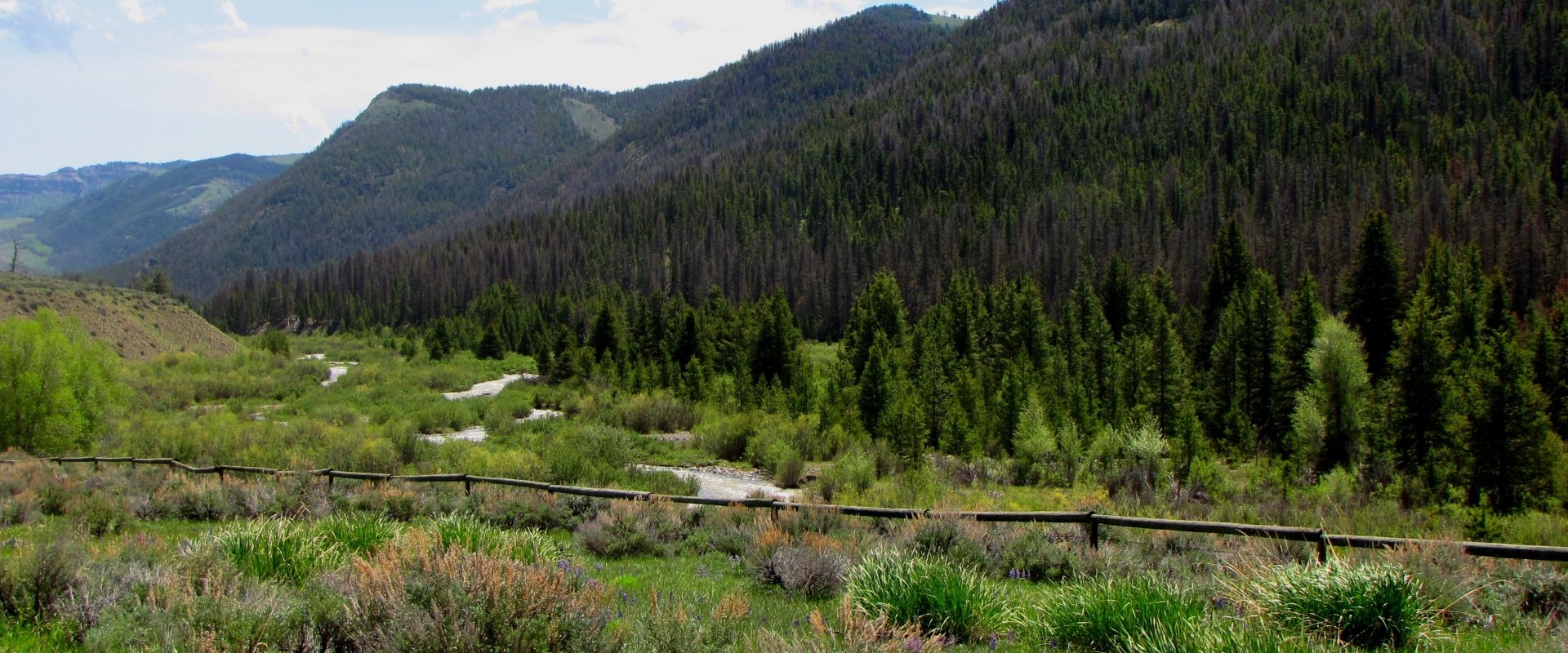 Bighorn Basin Loop trail with luscious green forest and a steady river