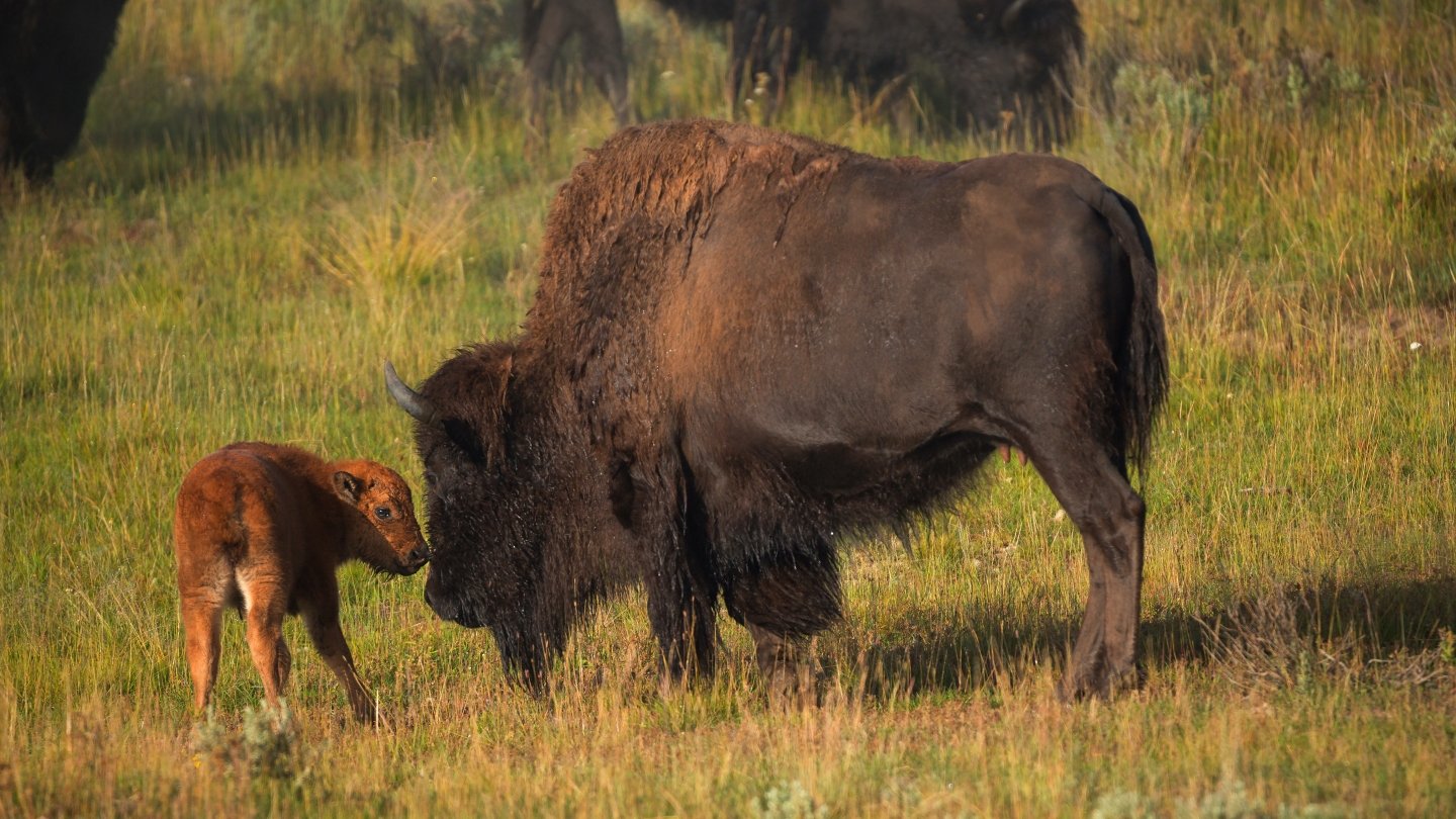 Bison and baby bison