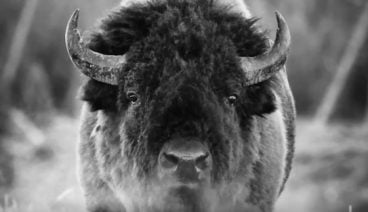 Close up image of a buffalo's face