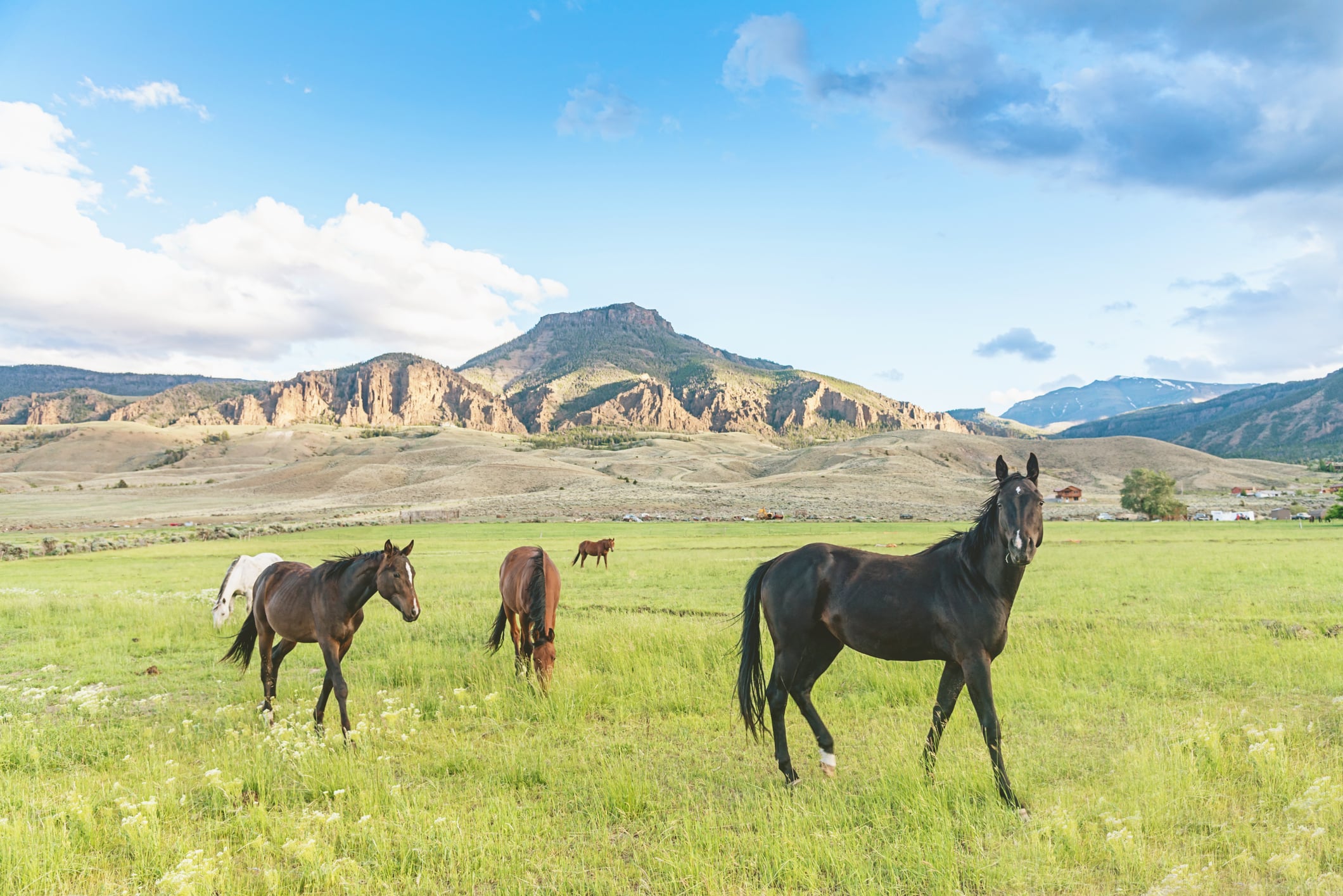 Wild horse in an open field