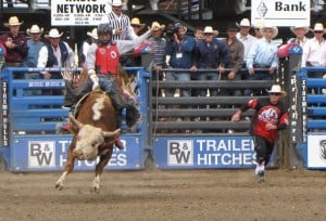 Man riding a bull during the rodeo
