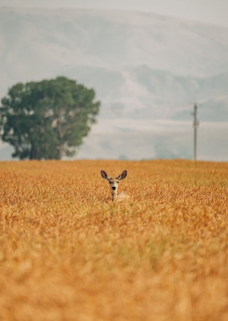 A deer poking its head out of a golden coloured field.