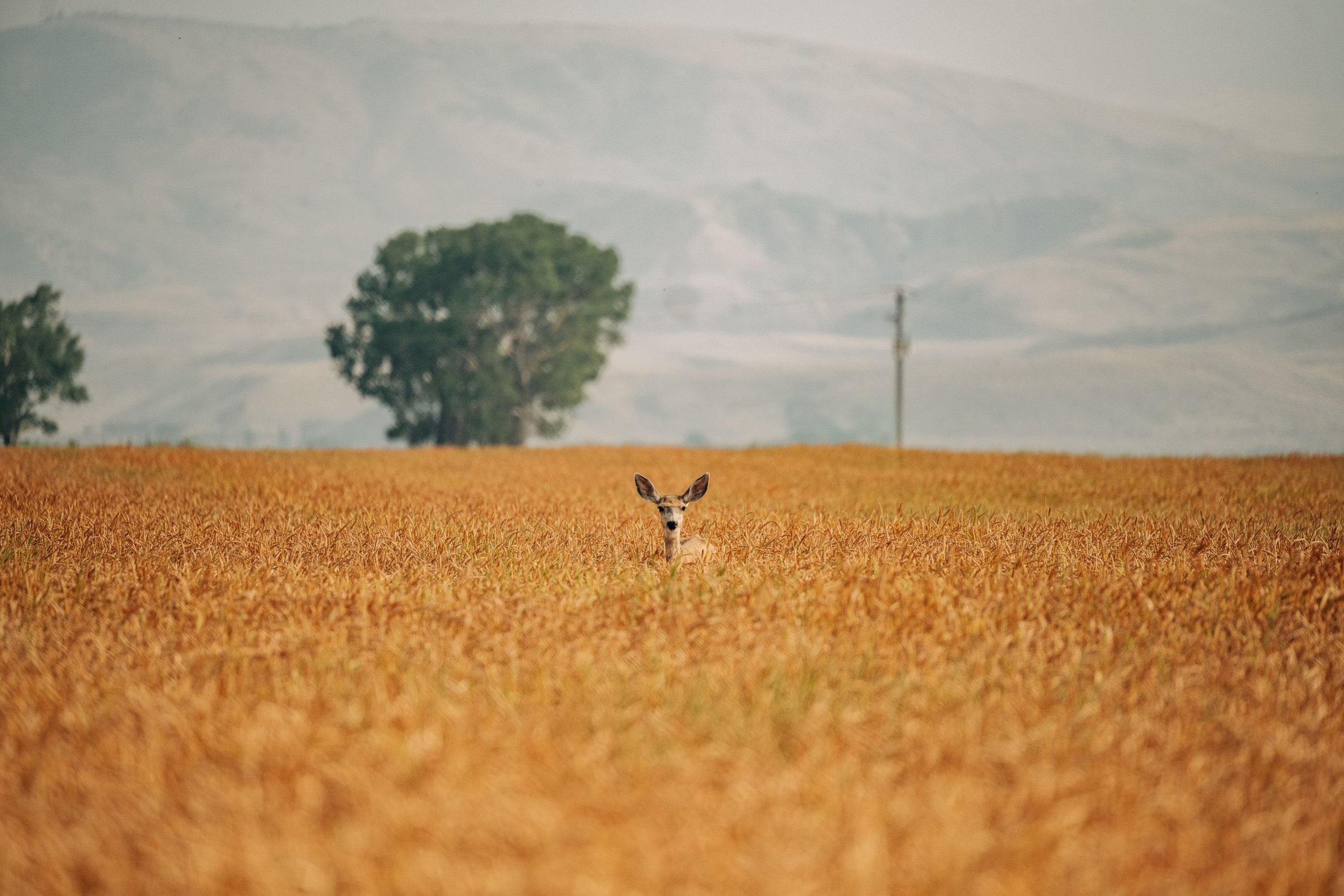 A deer poking its head out of a golden coloured field.