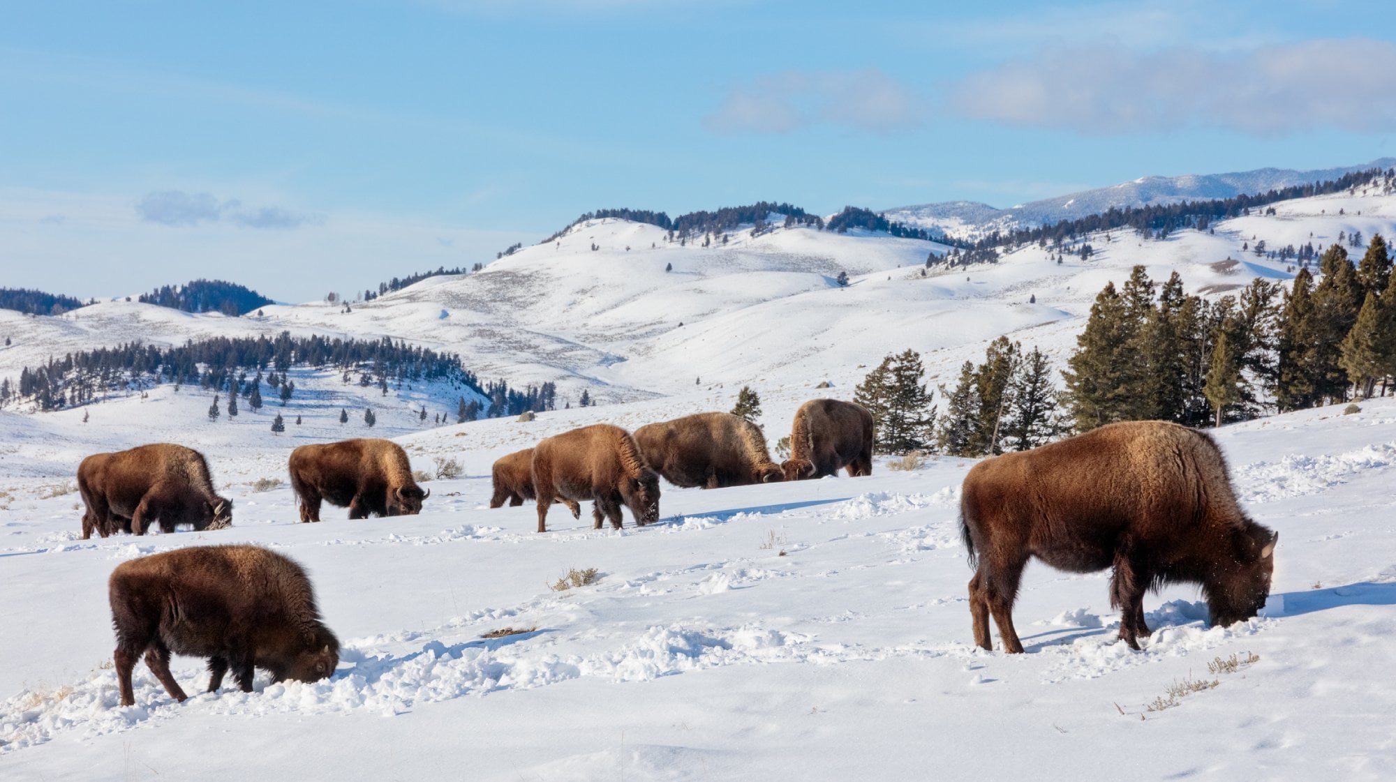 Seven Bison roaming the snowy land