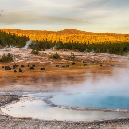 Steam rising near the Firehole River from geothermal pools and geysers. American bison grazing in the middle area.