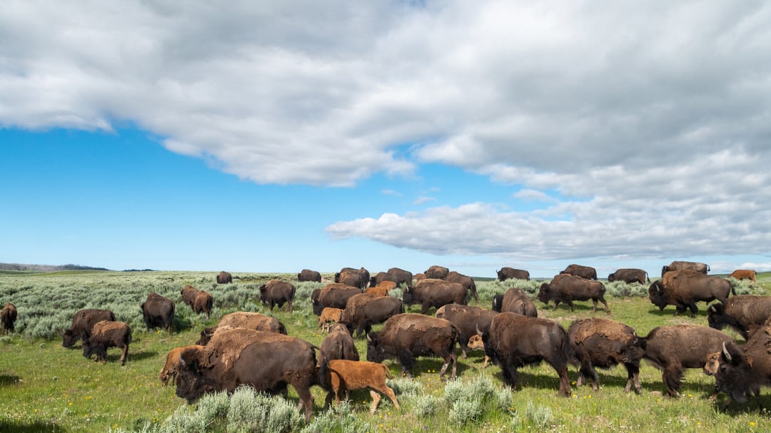 A bison herd on a summer's day in Hayden Valley