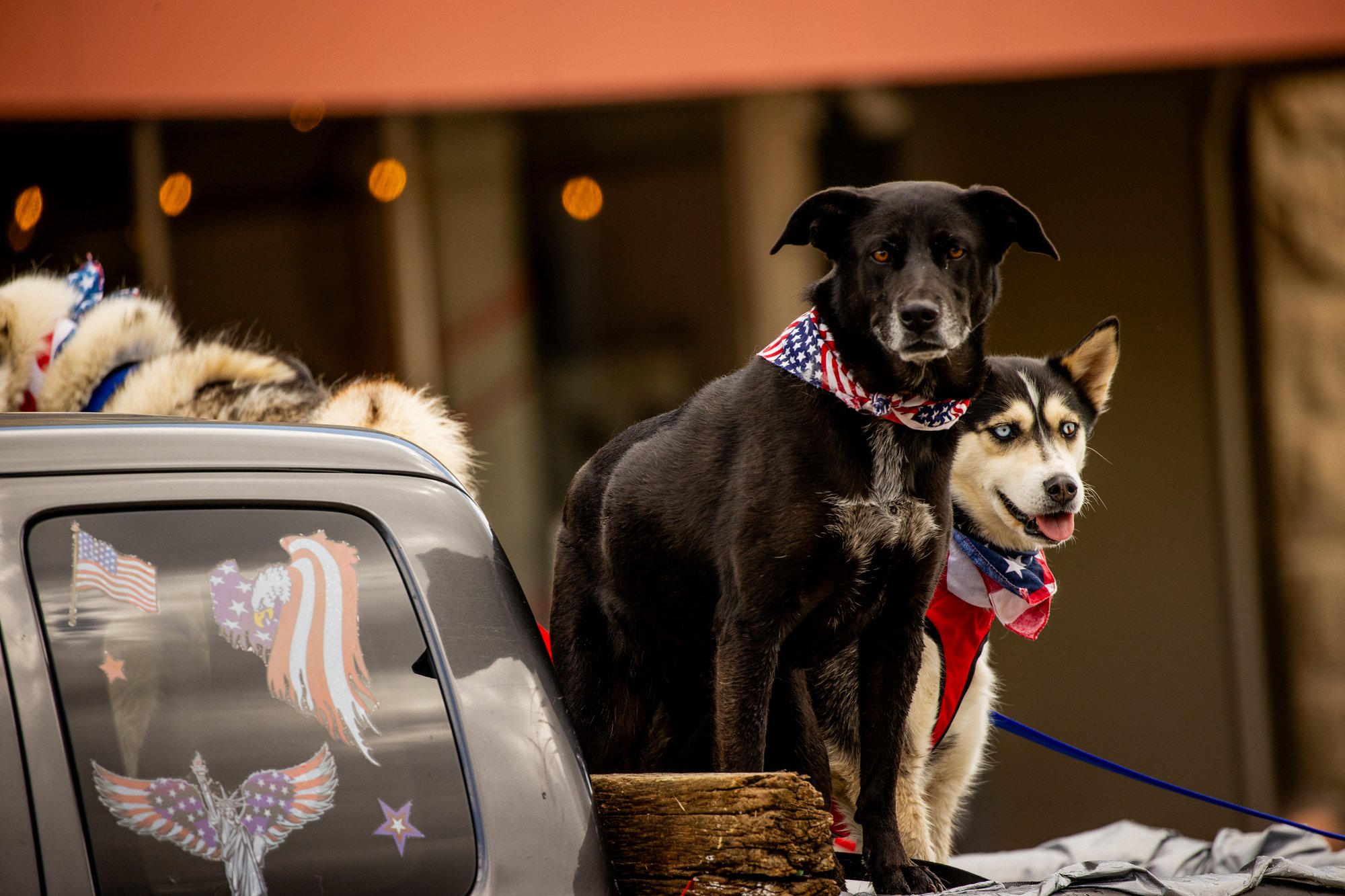 Dogs in American flag bandanas sit in a truck with American flag decals in COdy Yellowstone