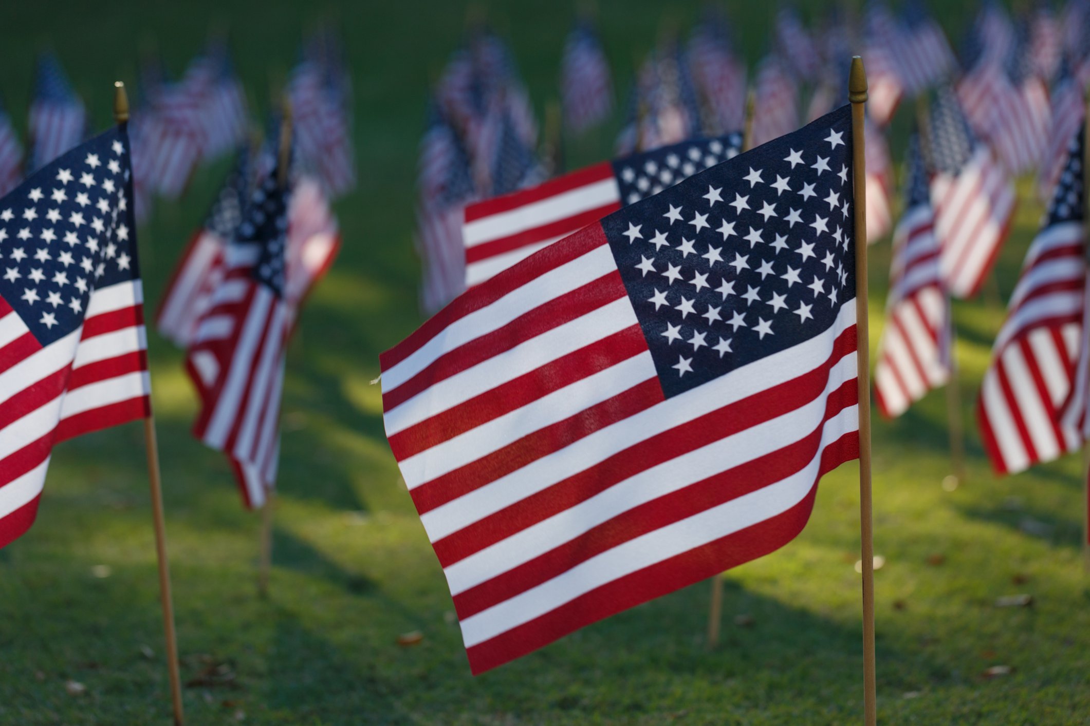 Multiple american flags on grass