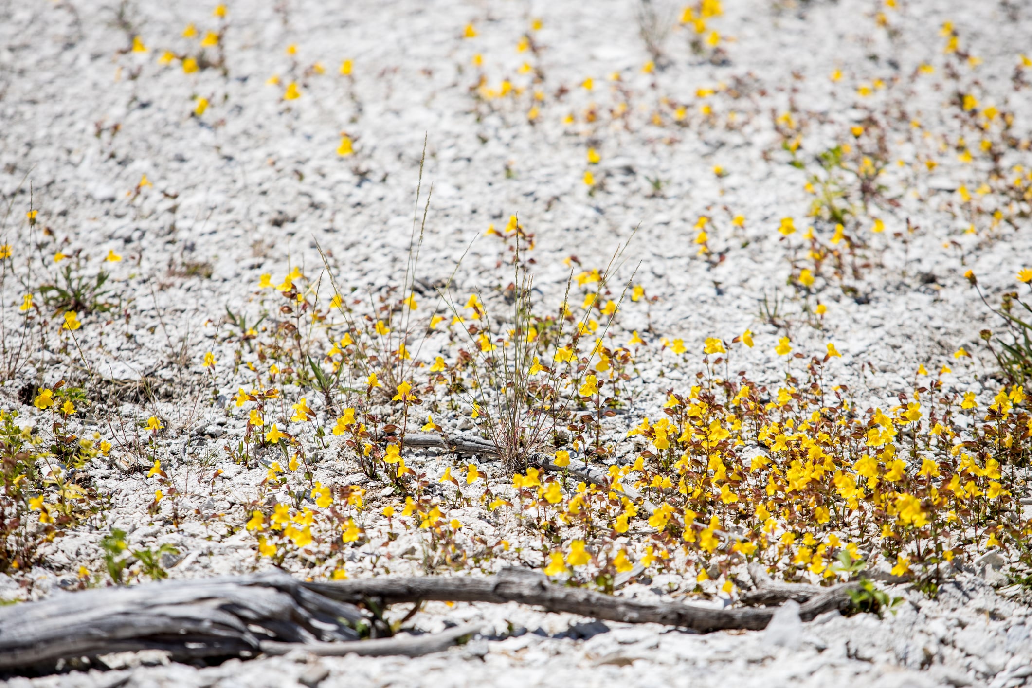 Tiny yellow wildflowers growing around geysers in soil filled with calcium deposits