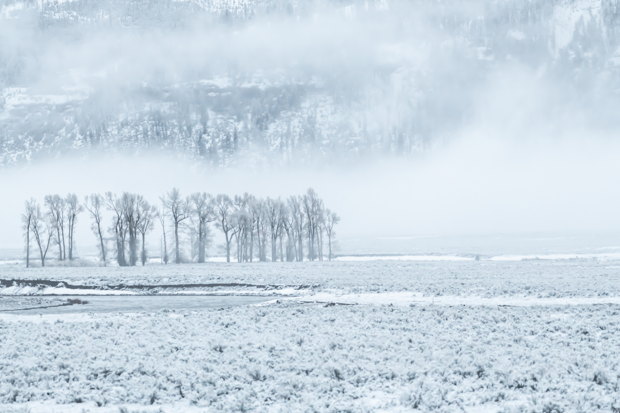 Snowy landscapes on May 1 in Yellowstone - the last snow storm of the season.