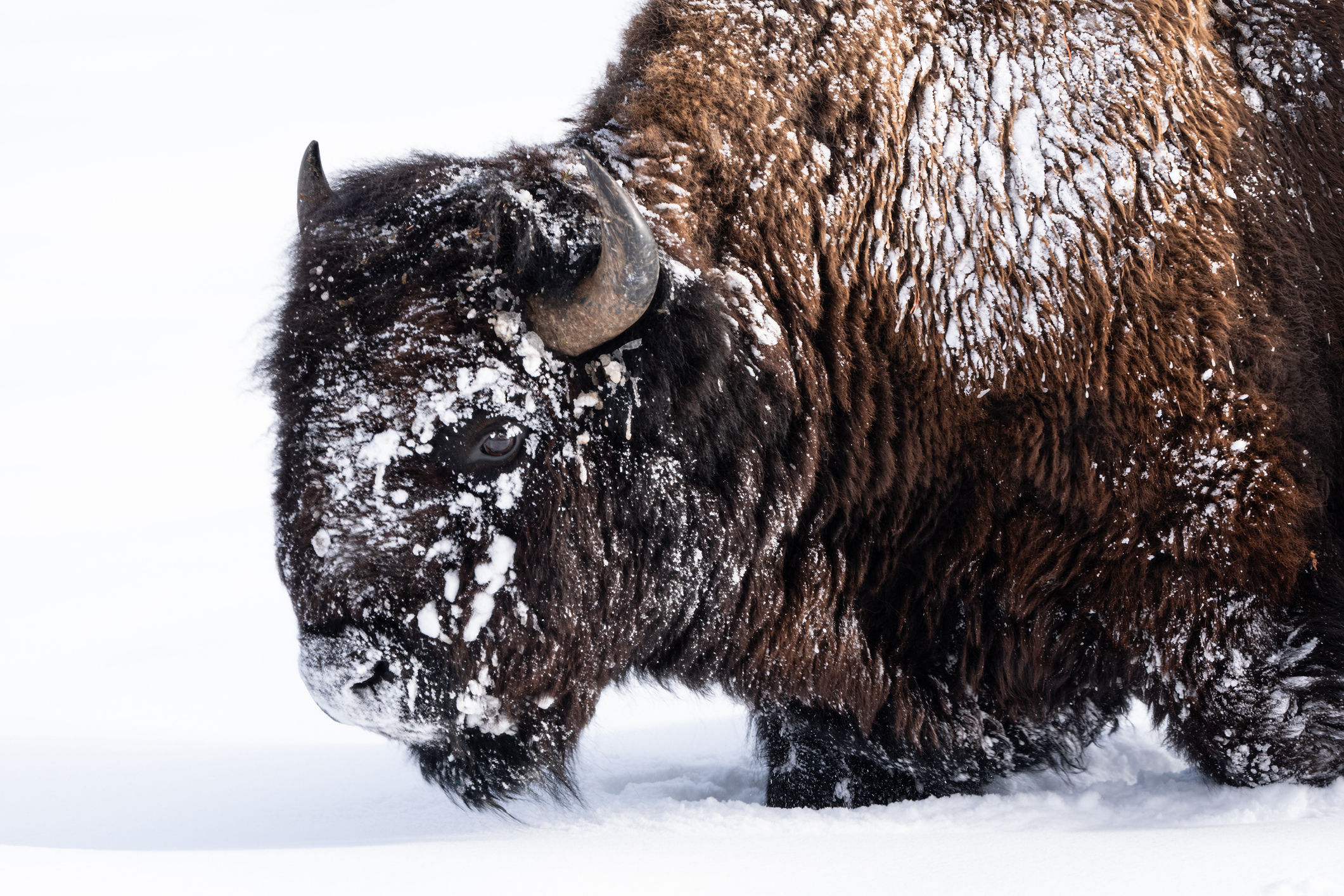 A bison or buffalo with a snowy face moving through the snow which creates a white background