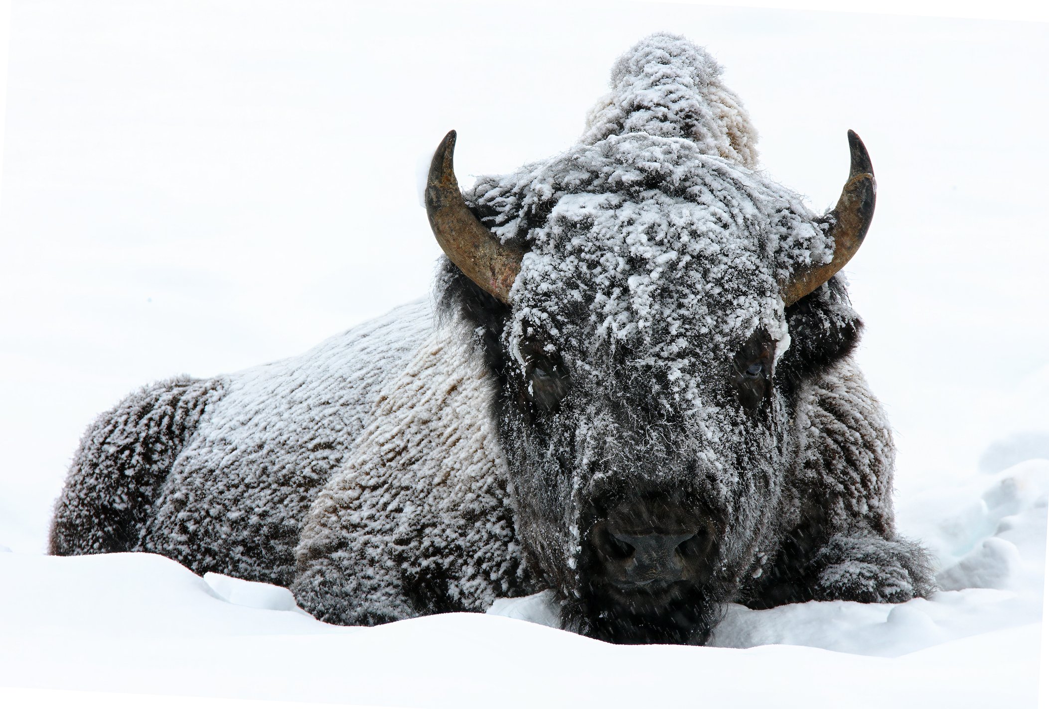 American bison snow covered in deep snow lying down
