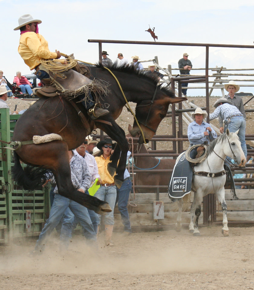 A man being bucked by a horse during a rodeo