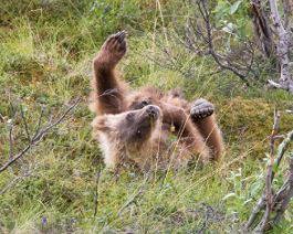 Yoga the Bear